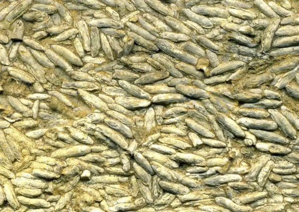 至德投资 科学家用“时间显微镜”揭示3亿年前后海洋生物的生命波动
